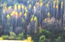 추천갤러리 - 자작나무 숲- [오강바위]