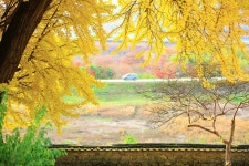 추천갤러리 - 은행나무 담장 너머...