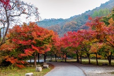 추천갤러리 - 내장산 단풍길