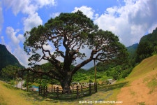 추천갤러리 - 솔고개 고송