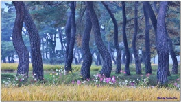 추천갤러리 - 임한리 솔숲