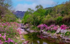추천갤러리 - 월성계곡의 봄
