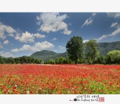 추천갤러리 - 자라섬에꽃