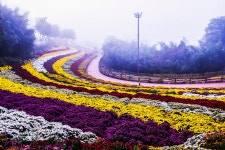 추천갤러리 - 국화축제장