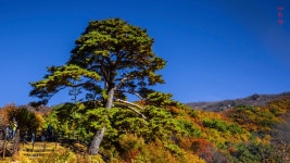 추천갤러리 - 지리산 천년송