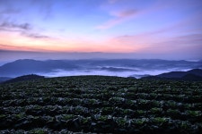 추천갤러리 - 여명