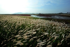 추천갤러리 - 신안증도의 풍경