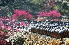 추천갤러리 - 광양 매화마을....