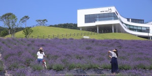 추천갤러리 -  라벤더 꽃밭에서  추천갤러리 - " 라벤더 꽃밭에서 "