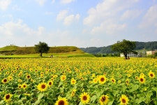 추천갤러리 - 연천 호로고루 해바라기