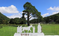 추천갤러리 - 정이품송