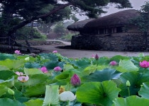 추천갤러리 - 연꽃마을