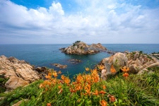 추천갤러리 - 대왕암 나리꽃