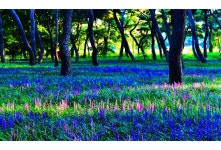 추천갤러리 - 그 숲속의 향기