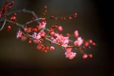 추천갤러리 - 봄 햇살 품은 꽃송이