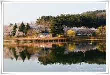추천갤러리 - 군산은파유원지의 봄