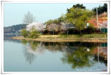 추천갤러리 - 군산은파유원지의 봄