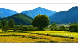 추천갤러리 - 황금빛 농촌마을