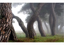 추천갤러리 - 솔 숲