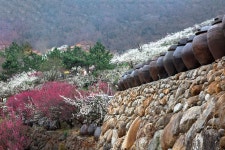 추천갤러리 - 아름다운 매화동산