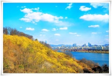 추천갤러리 - 우리집 앞 개나리