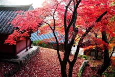 추천갤러리 - 나주 천년고찰 다보사의 가을 ~~ 추천갤러리 - 나주 천년고찰 "다보사"의 가을 ~~