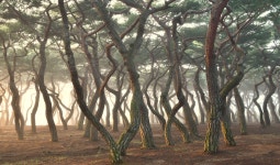 추천갤러리 - 소나무야~