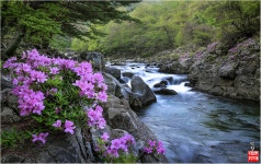 추천갤러리 - 달궁의봄