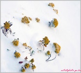 추천갤러리 - 제주아씨들