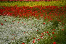 추천갤러리 - 북천 양귀비 축제장