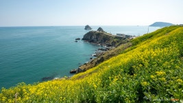 추천갤러리 - 오륙도 유채