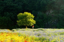 추천갤러리 - 함안 뚝방
