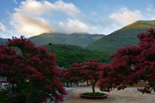 추천갤러리 - 표충사 베롱나무