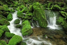 추천갤러리 - 아름다운 이끼계곡