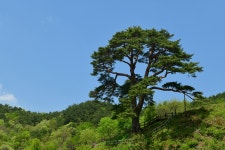 추천갤러리 - 지리산 천년송(와운천년송)