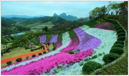 추천갤러리 - 마이산과 꽃잔디동산