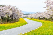 추천갤러리 - 제주 녹번로 벚꽃과유채