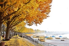 추천갤러리 - 곡교천 추경.