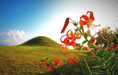 추천갤러리 - 고분과 나리꽃