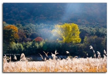 추천갤러리 - 금시당