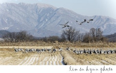 추천갤러리 - 지금쯤 산넘어 북촌에는...