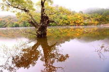 추천갤러리 - 주산지의 반영
