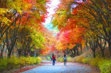 추천갤러리 - 가을길