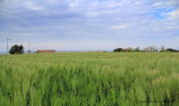 추천갤러리 - 보리밭