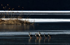 추천갤러리 - 경안천에서...........