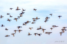 추천갤러리 - 오리 힘차게 날다