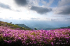 추천갤러리 - 황매산 철쭉정원의 아침