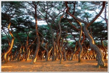 추천갤러리 - 새아침 소나무