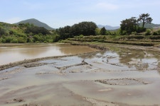 추천갤러리 - 모내기를 기다리는 ..