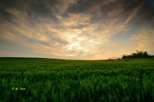 추천갤러리 - 청보리 밭 해질녘